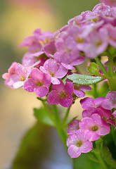 Image showing Hydrangea with drops  in the sunset in the garden