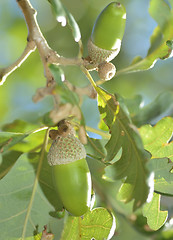 Image showing Branch with green acorns