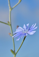 Image showing Blue chicory herb in the summer field