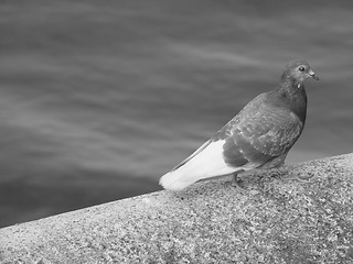 Image showing Pigeon bird animal