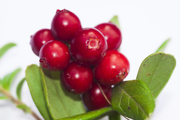 Image showing lingonberries