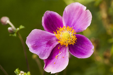 Image showing anemone hupehensis