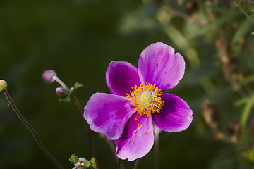 Image showing chinese anemone