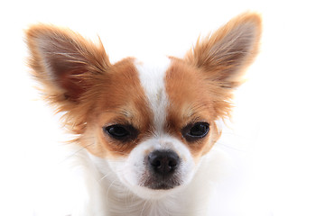 Image showing head of sweet chihuahua