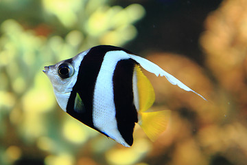 Image showing exotic coral fish