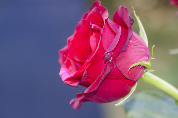 Image showing red rose