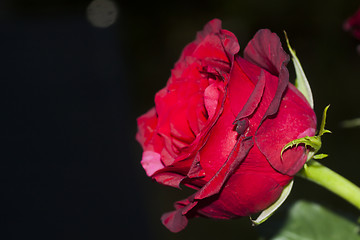 Image showing red rose