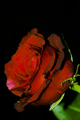 Image showing red rose