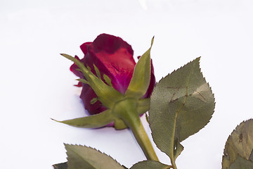 Image showing red rose isolated