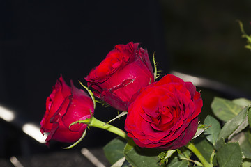 Image showing red roses