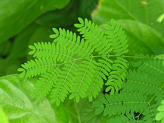 Image showing green leaves