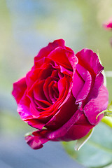 Image showing red rose