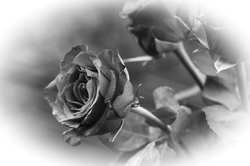 Image showing black and white rose