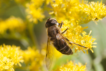 Image showing honey bee