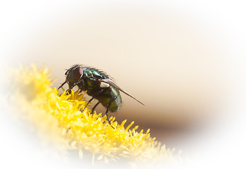 Image showing fly