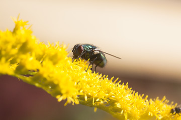 Image showing fly