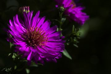 Image showing new york aster