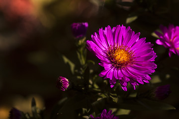 Image showing new york aster