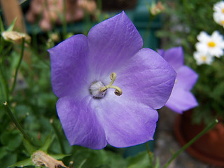 Image showing Purple Flower
