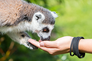 Image showing Lemur with human hand - Selective focus