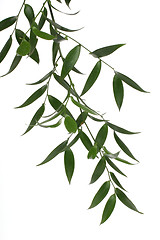 Image showing green branch