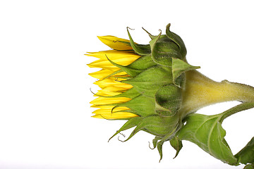 Image showing sunflower bud