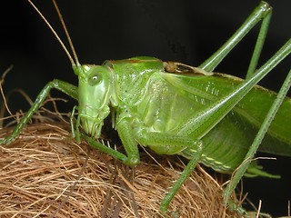 Image showing Grashopper