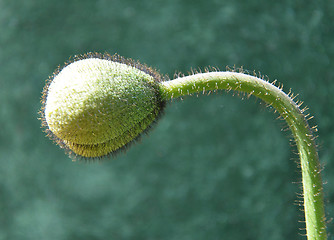 Image showing Background bud of Iceland poppy 