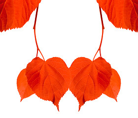 Image showing Red tilia leaves isolated on white background