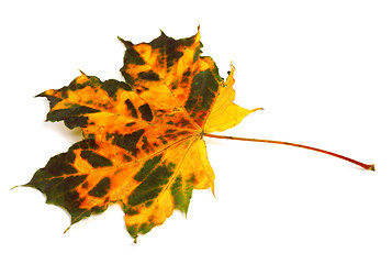 Image showing Multicolor autumnal maple leaf