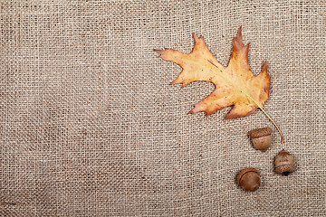 Image showing Autumn dried leaf of oak and three acorns on sackcloth