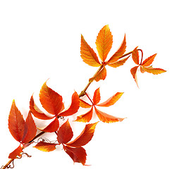 Image showing Branch of red autumn grapes leaves