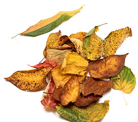 Image showing Multicolor autumn leafs