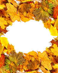 Image showing Autumn dry maple-leafs background