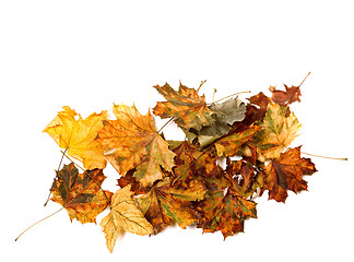 Image showing Autumn dry multicolor maple leafs