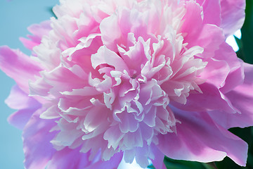 Image showing Colorful Peony Flower