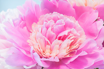 Image showing Closeup Of Pink Peony