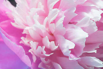 Image showing Closeup Of Pink Peony