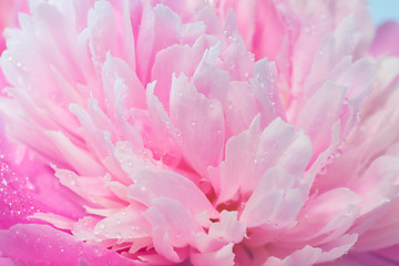 Image showing Closeup Of Pink Peony