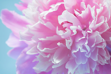 Image showing Colorful Peony Flower