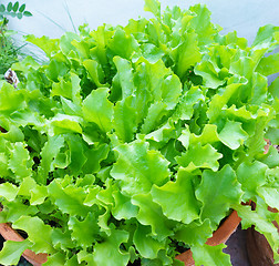 Image showing Fresh Lettuce Leaves