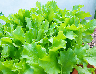 Image showing Fresh Lettuce Leaves