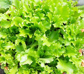 Image showing Fresh Lettuce Leaves