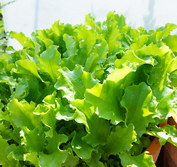 Image showing Fresh Lettuce Leaves