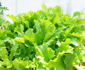 Image showing Fresh Lettuce Leaves