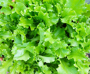 Image showing Fresh Lettuce Leaves