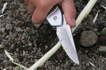 Image showing carving knife