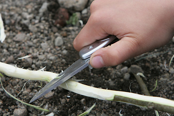 Image showing Knife on wood