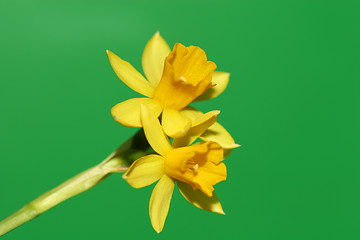 Image showing daffodil on green