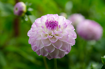 Image showing one lovely pink flower in the family dahlia